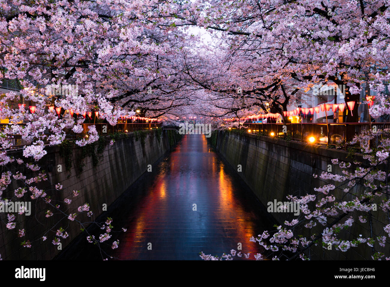 Cerisiers en fleurs le long de la rivière Meguro de Tokyo, Japon Banque D'Images