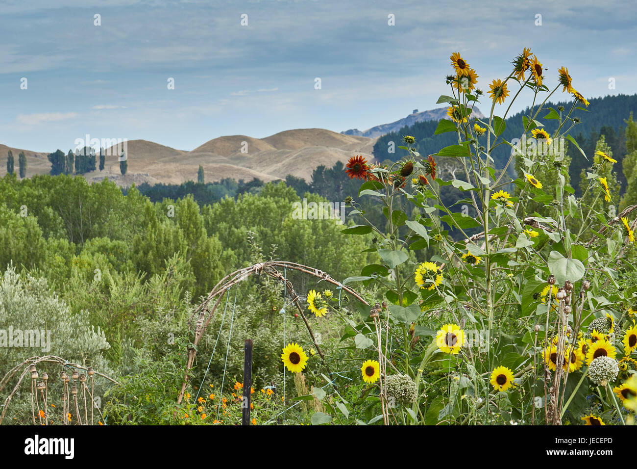 Tournesols et collines dans la région de rambling jardin Banque D'Images