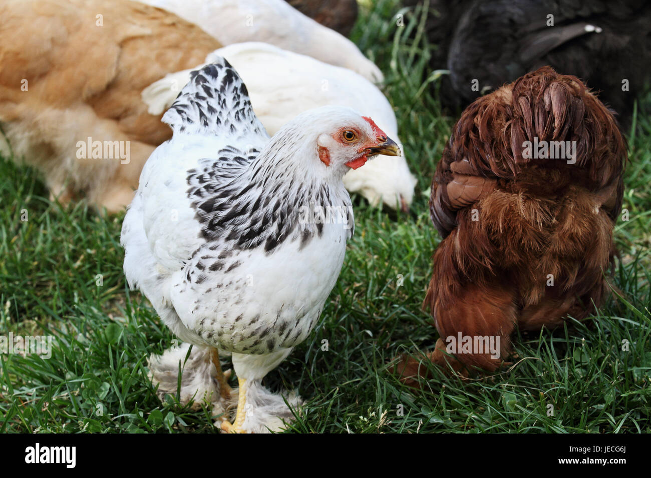 Free Range poulets biologiques de nourriture dans l'herbe. L'extrême profondeur de champ avec selective focus on White Brahma poulette. Banque D'Images