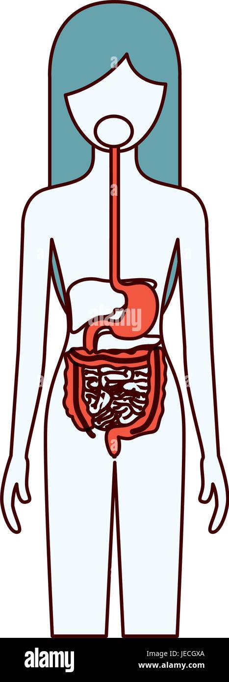 Secteurs de couleur silhouette de femme avec système digestif corps humain Illustration de Vecteur