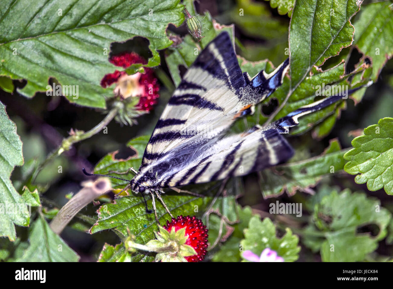 Swallowtail Iphiclides podalirius (rares) sur une feuille de fraisier sauvage Banque D'Images