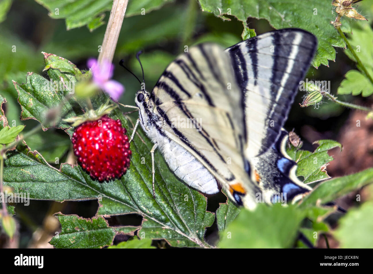 Swallowtail Iphiclides podalirius (rares) sur une feuille de fraisier sauvage Banque D'Images
