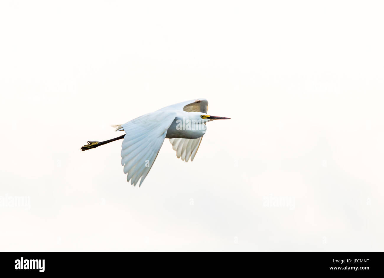 Une Grande Aigrette en vol à Kakadoo parc national, Territoire du Nord, Australie. Banque D'Images