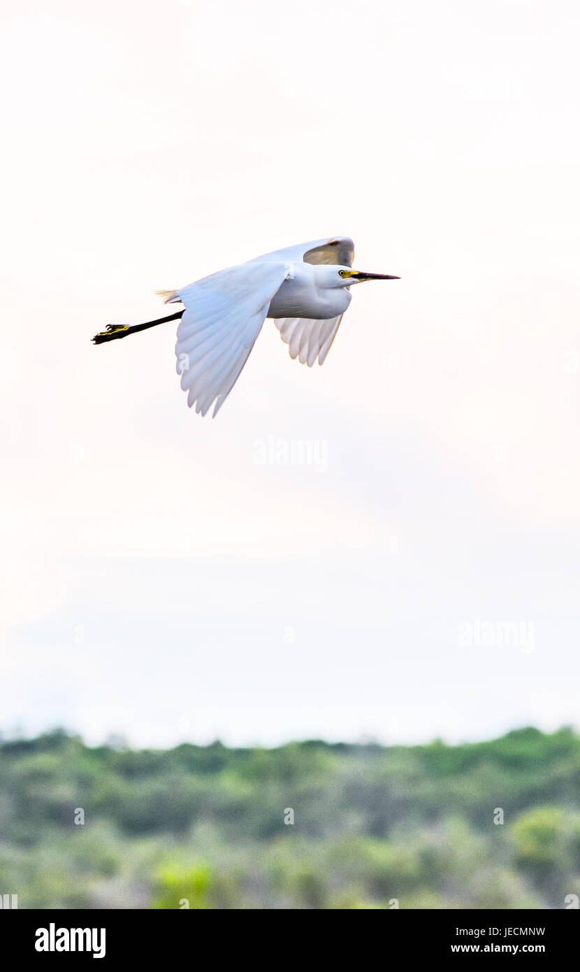 Une Grande Aigrette en vol à Kakadoo parc national, Territoire du Nord, Australie. Banque D'Images