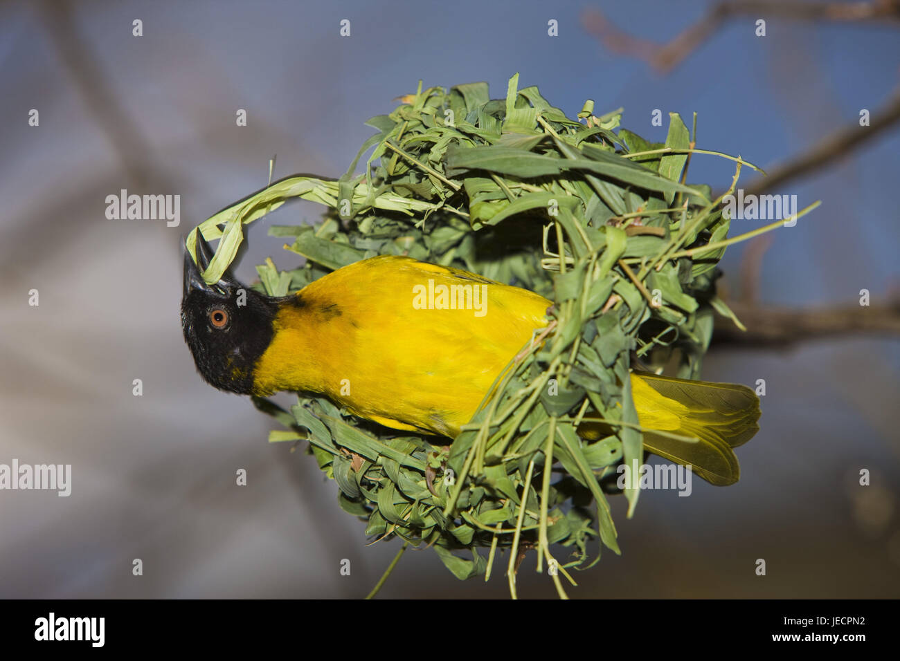 Œuf weaver, la construction du nid, Banque D'Images
