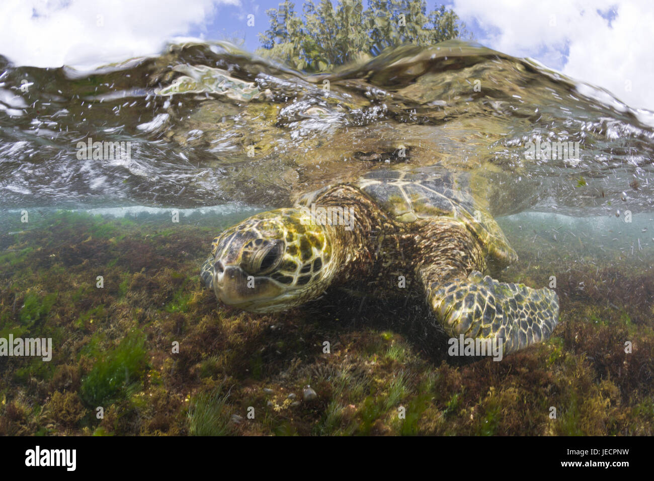 Tortue de mer verte, mer, port, manger des algues, Banque D'Images