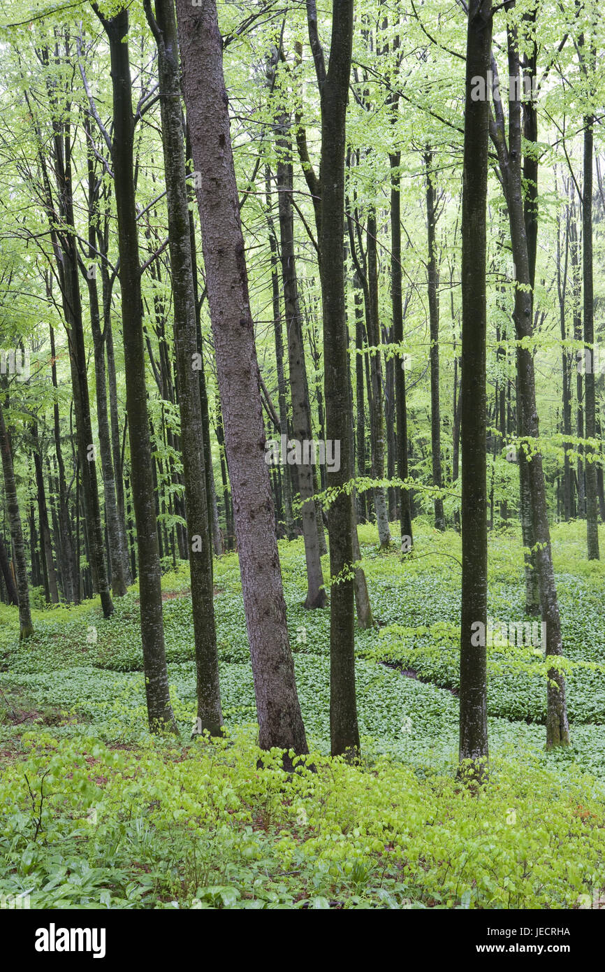 La forêt de feuillus au printemps, l'Autriche, chambre de sel, Banque D'Images