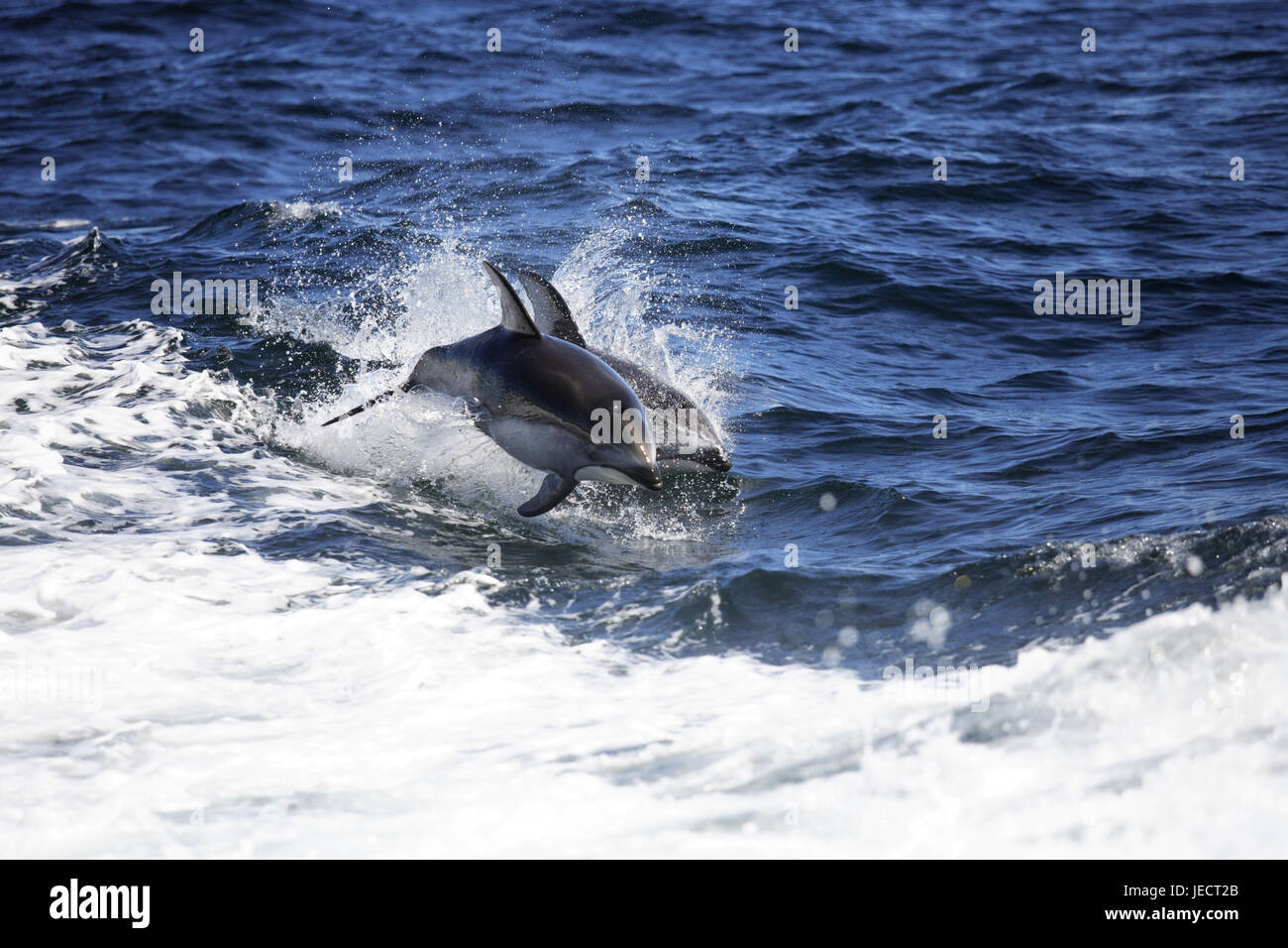 Le Canada, la Colombie-Britannique, les dauphins, surface de l'eau, pas librement pour calendrier mk/Rb Banque D'Images