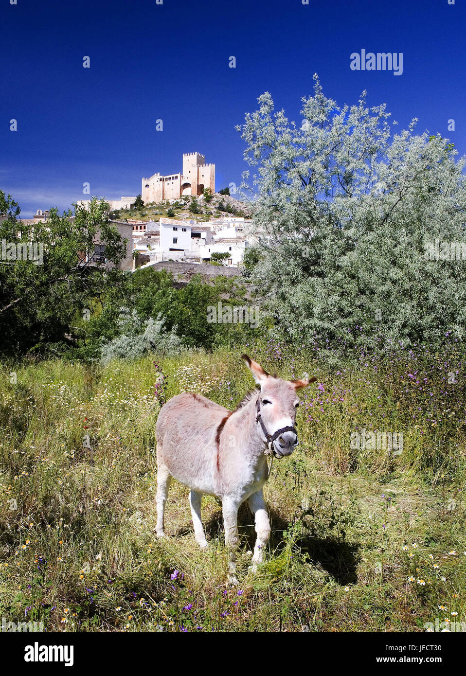 Espagne, Andalousie, Velez Blanco, vue sur ville, château, bois, prairie, âne, montagnes, la ville, maisons, maisons résidentielles, Hill, parc du château, forteresse, lock, la structure, l'architecture, la place d'intérêt, de la destination, du tourisme, de l'animal, bête de somme, de l'alimentation, recherche Banque D'Images