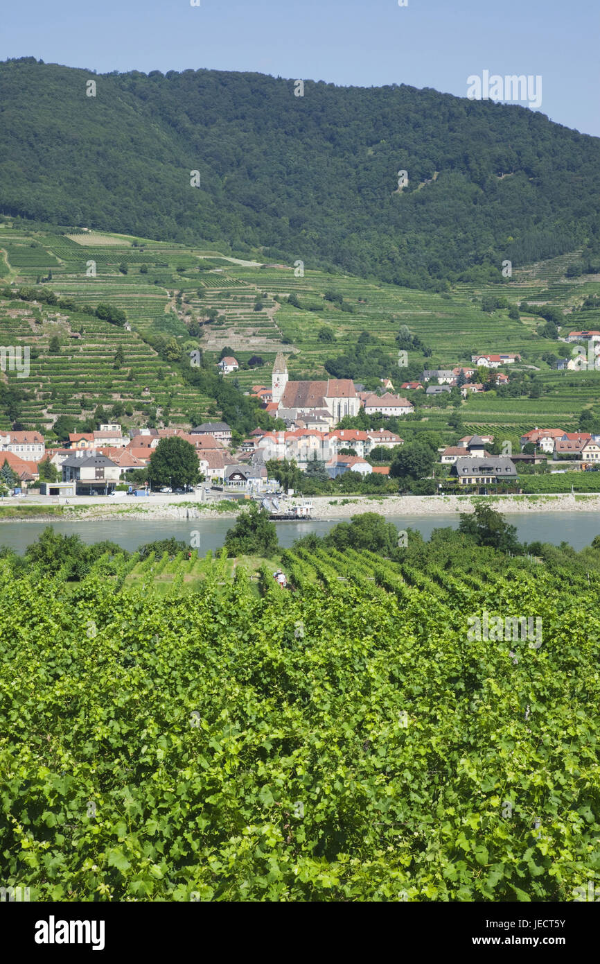 L'Autriche, de Wachau, vignobles avec spike, Banque D'Images