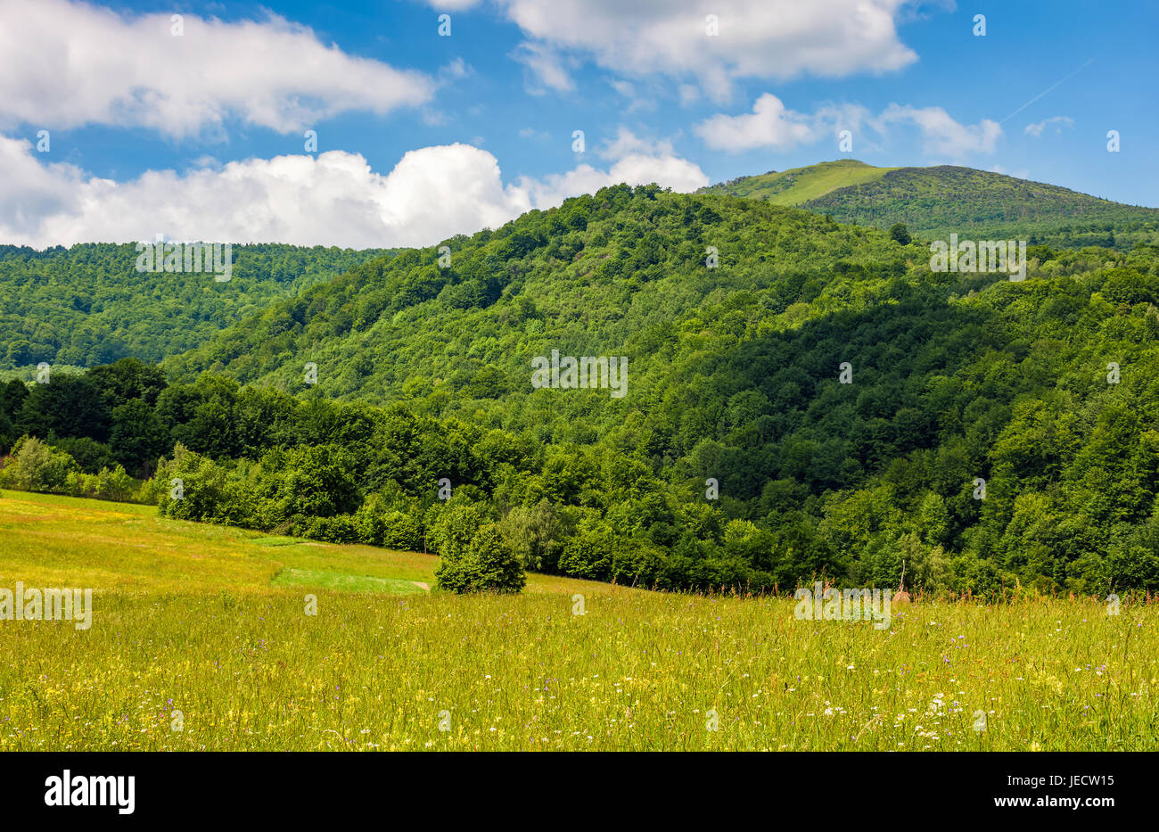 Avec champ d'herbes sauvages en été. paysage de montagne par beau temps avec ciel bleu et nuages gonflés Banque D'Images