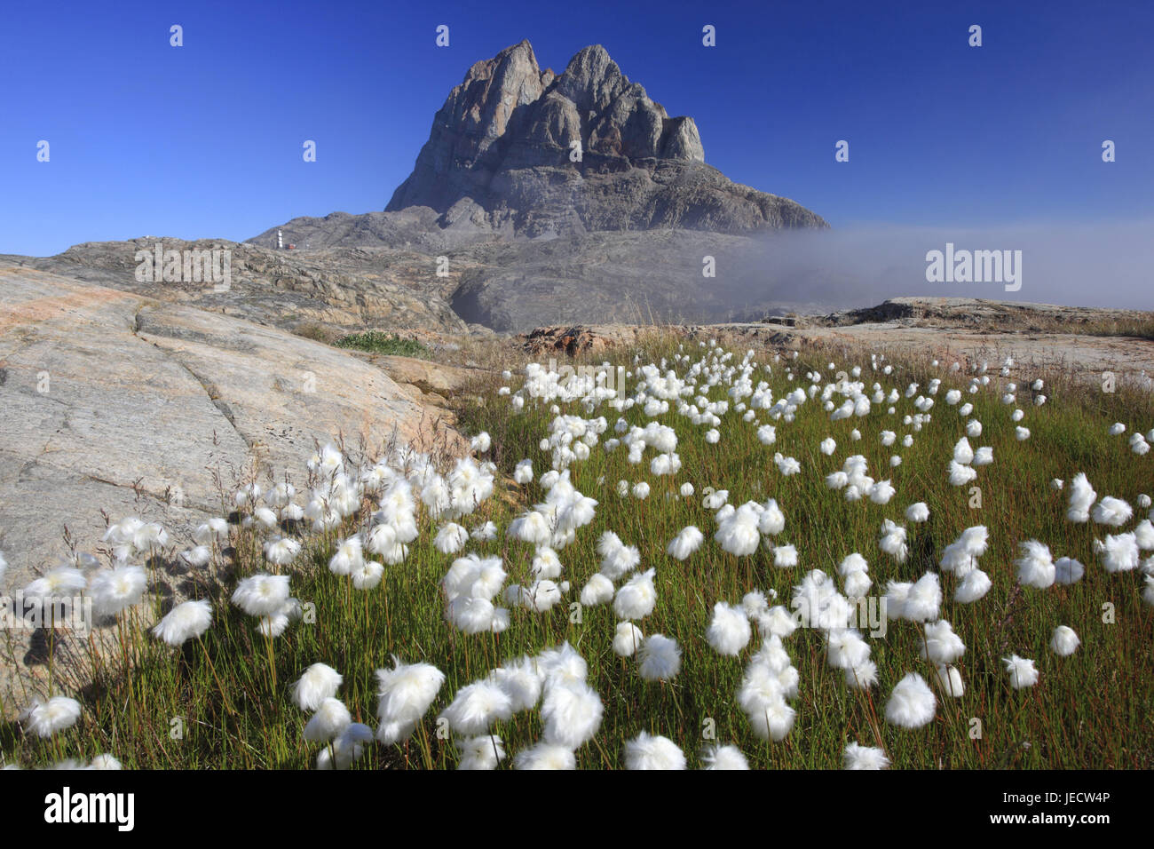 Le Groenland, l'Uummannaq, coeur mountain, rock, pré, herbe, coton Eriophorum spec., le nord du Groenland, l'Arctique, l'été, la végétation, la botanique, l'herbe, les plantes, fleurs, herbes roseaux manches, nature, paysage, à l'extérieur, déserte, montagne, monument, de façon remarquable, brouillard, Banque D'Images