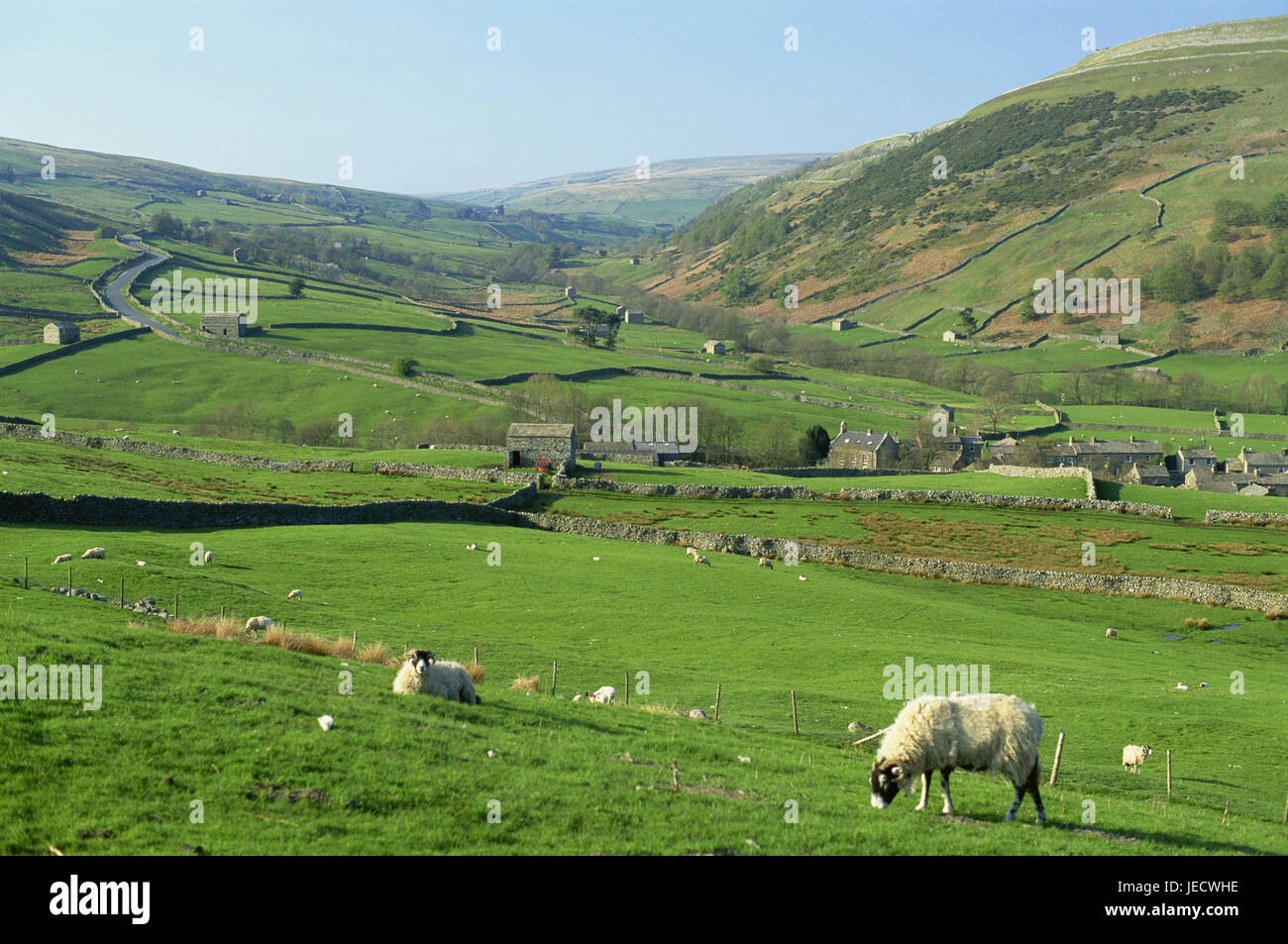 La Grande-Bretagne, l'Angleterre, dans le Yorkshire Dales, Swaledale, champ paysages, murs de défense, de moutons, de l'Europe, la destination, le lieu d'intérêts, paysages, typiquement pour des pays, en général, l'agriculture, des champs, des murs de défense limitation, de pierre mur de défense, les marges, les aciéries, déserté, parcelles, vue, la largeur, la distance, maisons, Banque D'Images