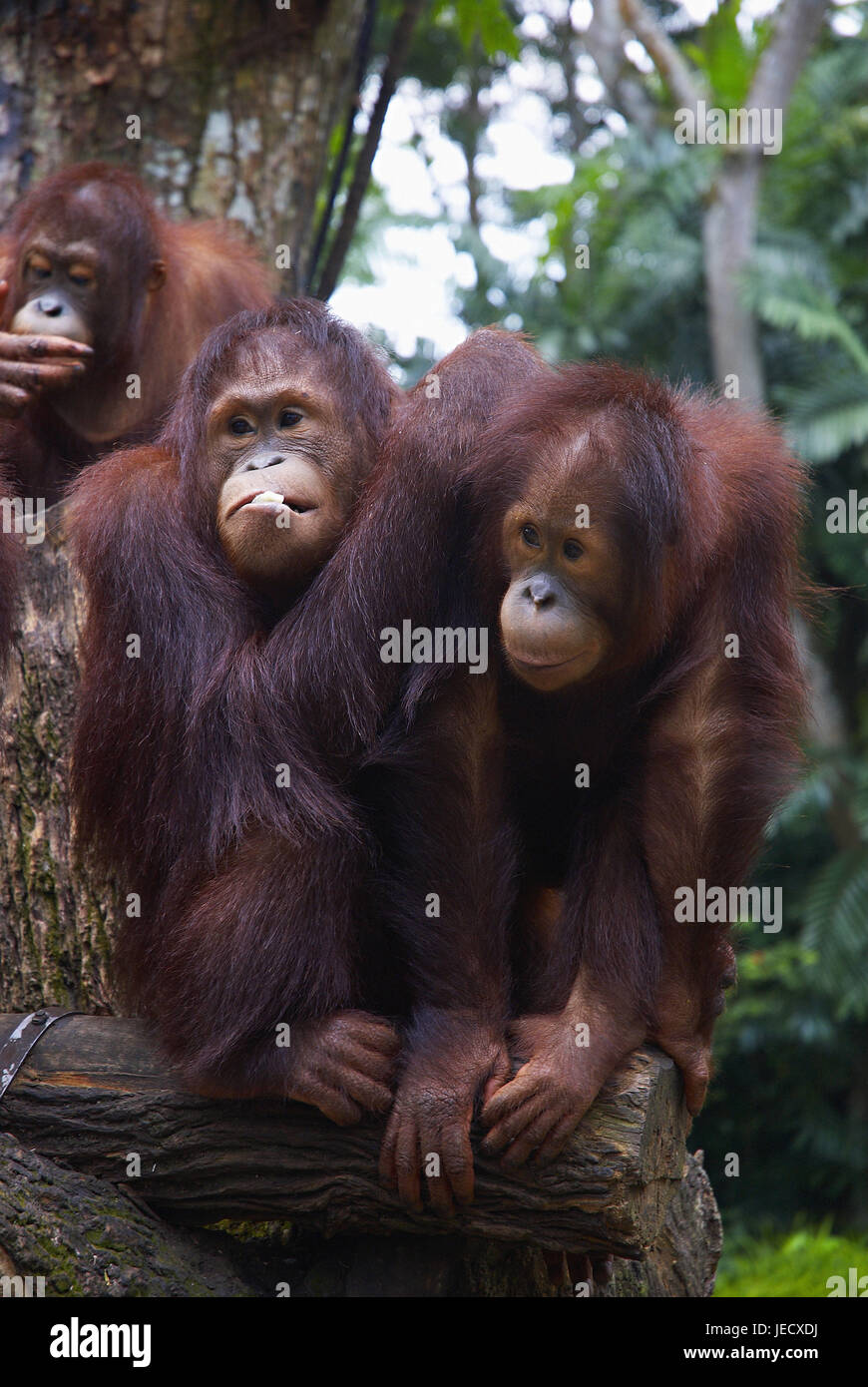 En orangs Outans le zoo de Singapour, Banque D'Images