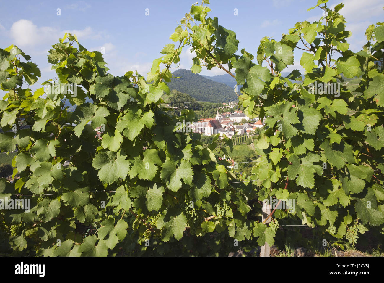 L'Autriche, de Wachau, vignoble avec spike, Banque D'Images