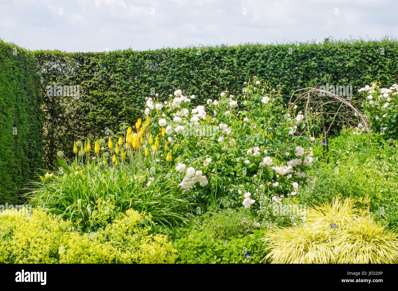 Jardin anglais border avec des roses et red hot poker Banque D'Images