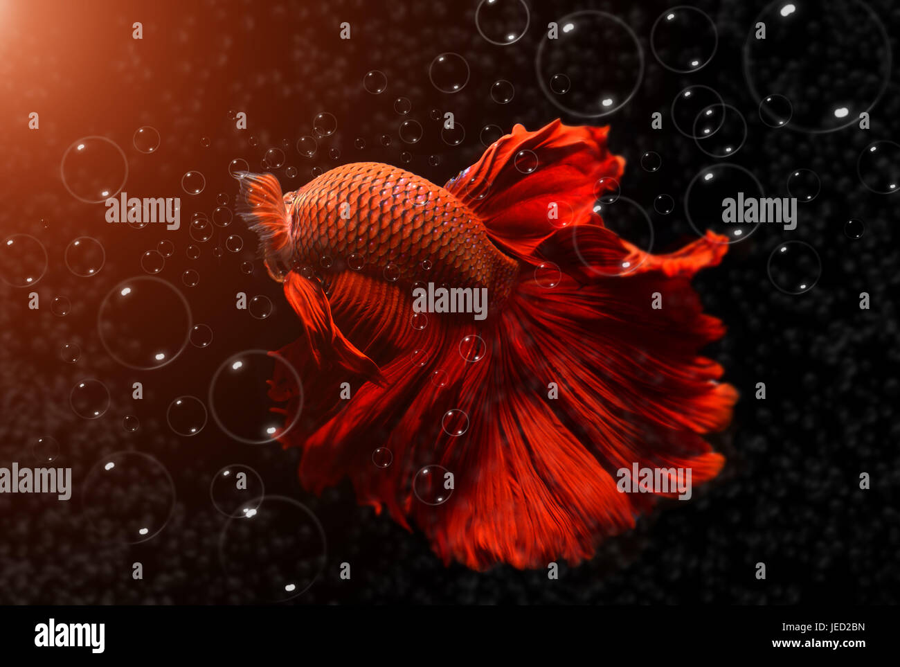 Betta rouge fantaisie ou Saimese poisson de combat Natation avec la motion de grande nageoire et effet bulle sombre dans l'éclairage. Banque D'Images