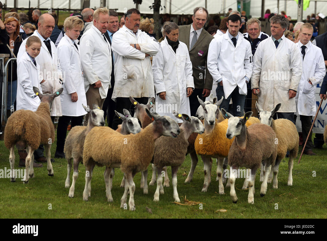 Les agriculteurs voient leurs moutons dans le ring d'exposition au cours de la Royal Highland Show à Édimbourg. Banque D'Images