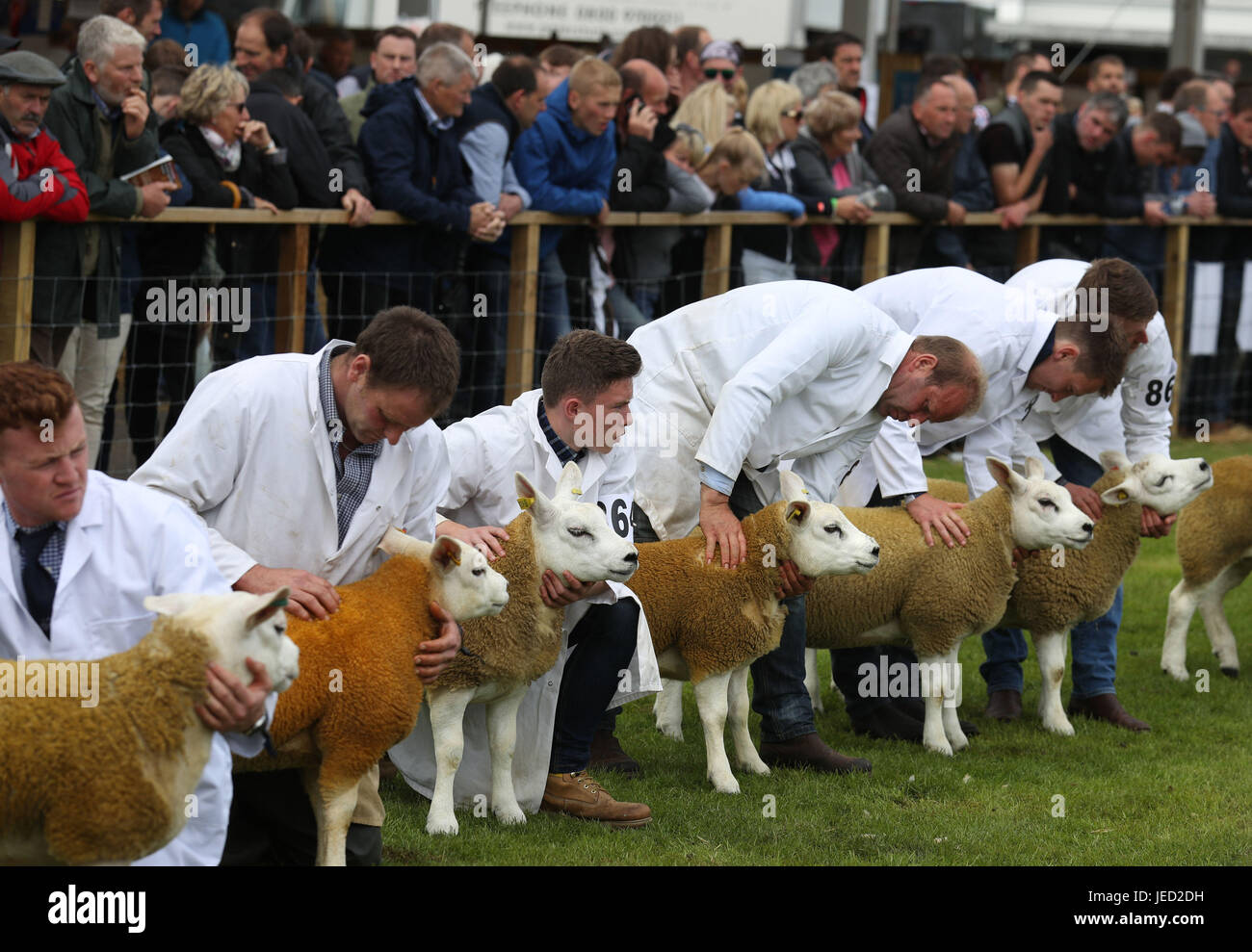 Texel moutons dans le ring d'exposition au cours de la Royal Highland Show à Édimbourg. Banque D'Images