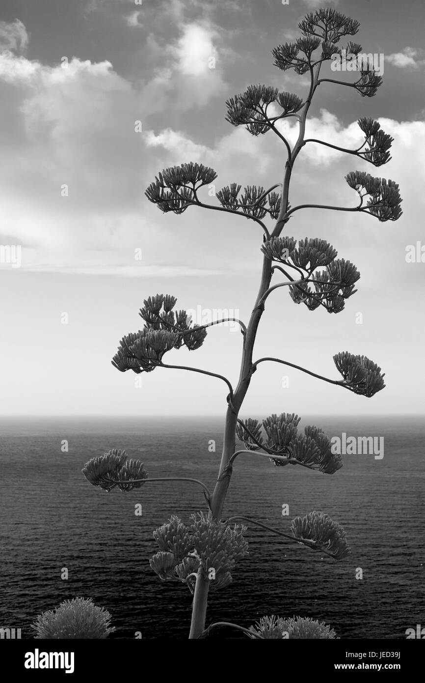 Fleur d'agave et plante avec vue sur la mer méditerranée Banque D'Images