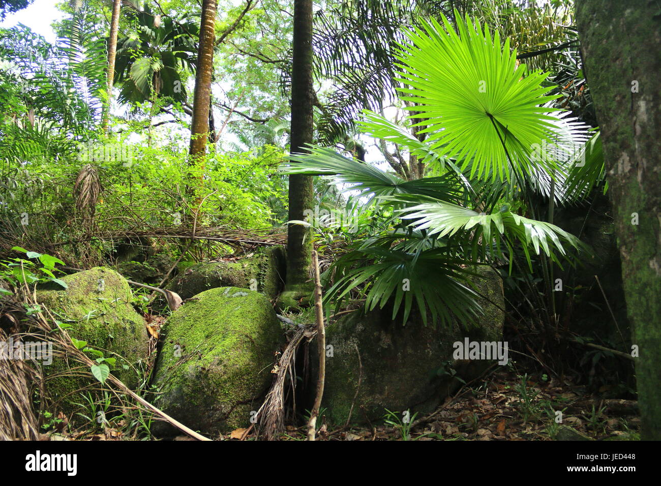 Jardins botaniques, Victoria, Mahe, Seychelles Banque D'Images