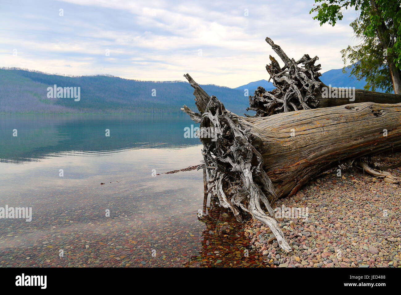 Arbre tombé par le lac Macdonald, Glacier NP, Montana Banque D'Images
