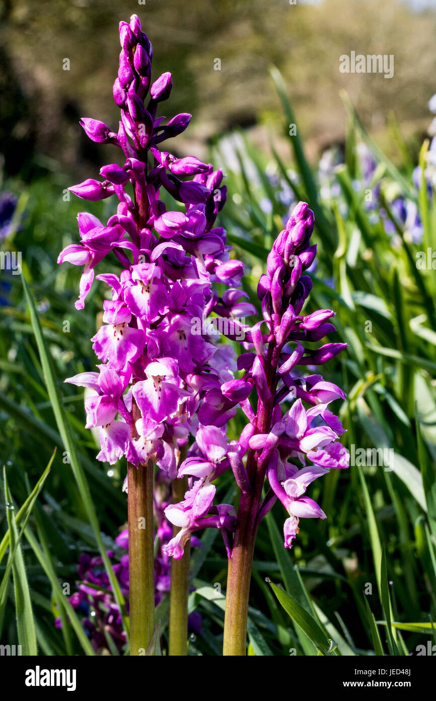 Close up Detail des deux premières fleurs orchidée pourpre (Orchis mascula) croissant dans un point à côté d'une paisible ruelle Devon. Banque D'Images