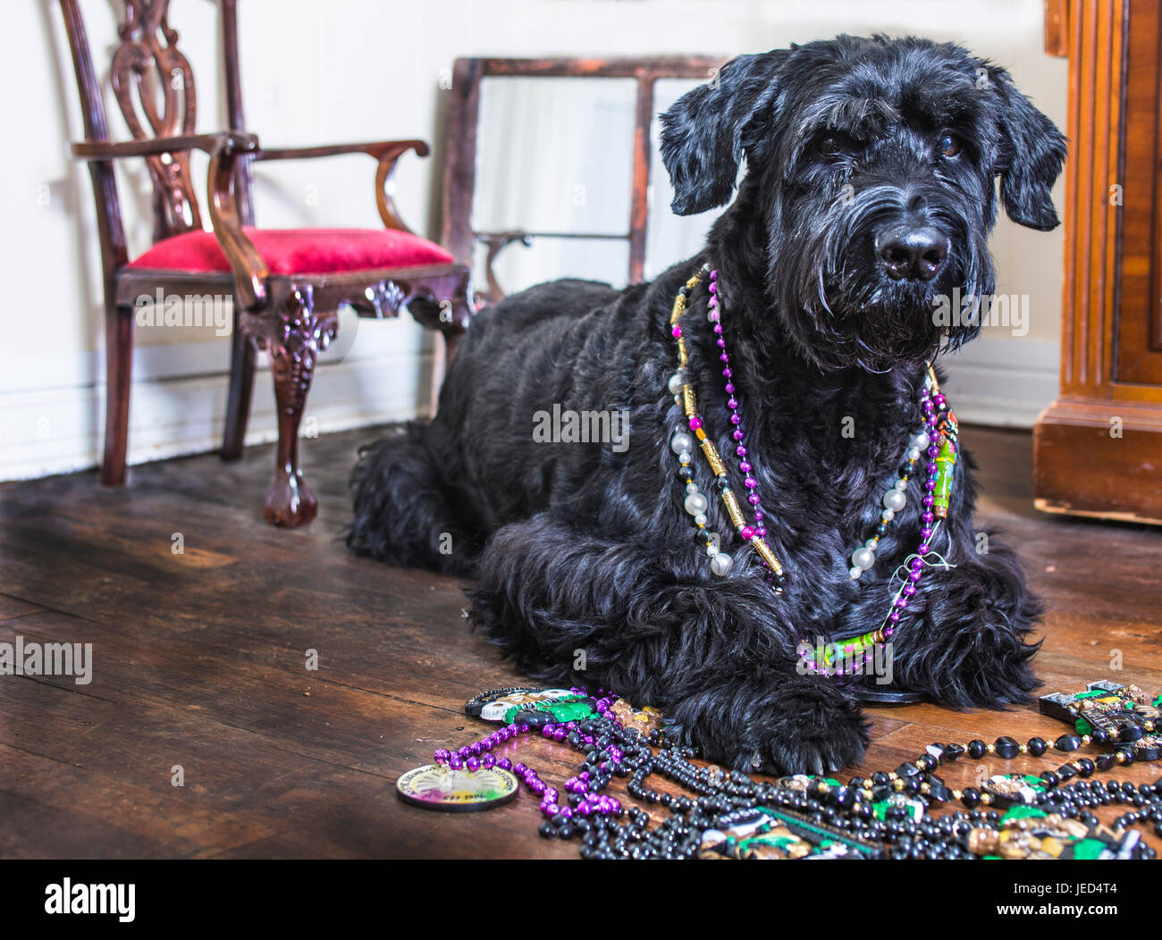 Schnauzer Géant à Mardi Gras Banque D'Images