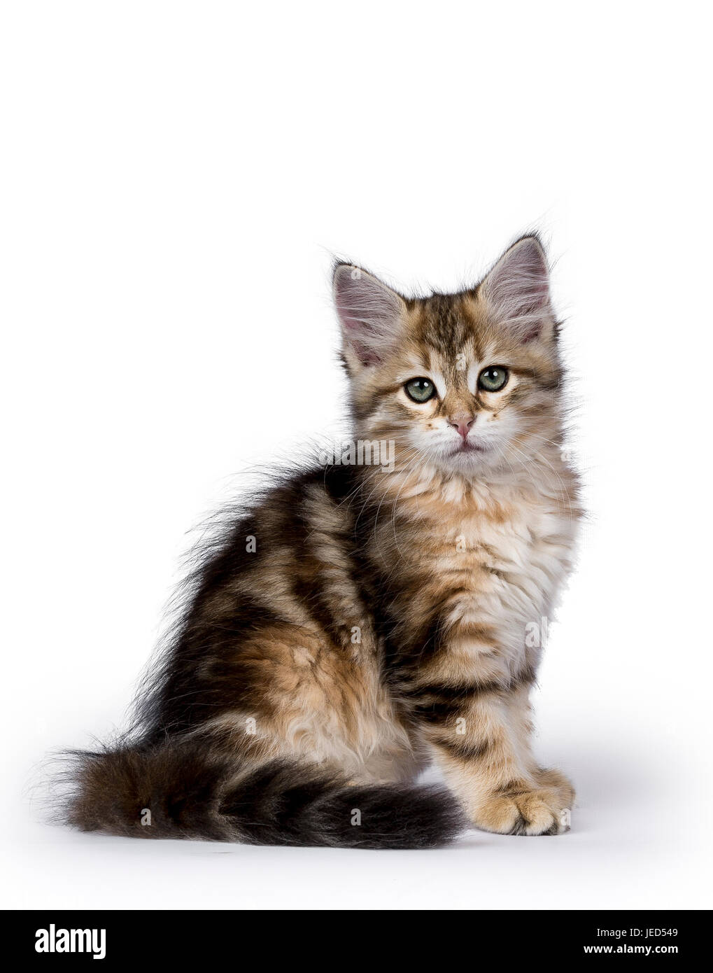 Black Tabby Chat Des Forets Siberiennes Chaton Assis Cote Isole Sur Fond Blanc Face A Huis Clos Photo Stock Alamy