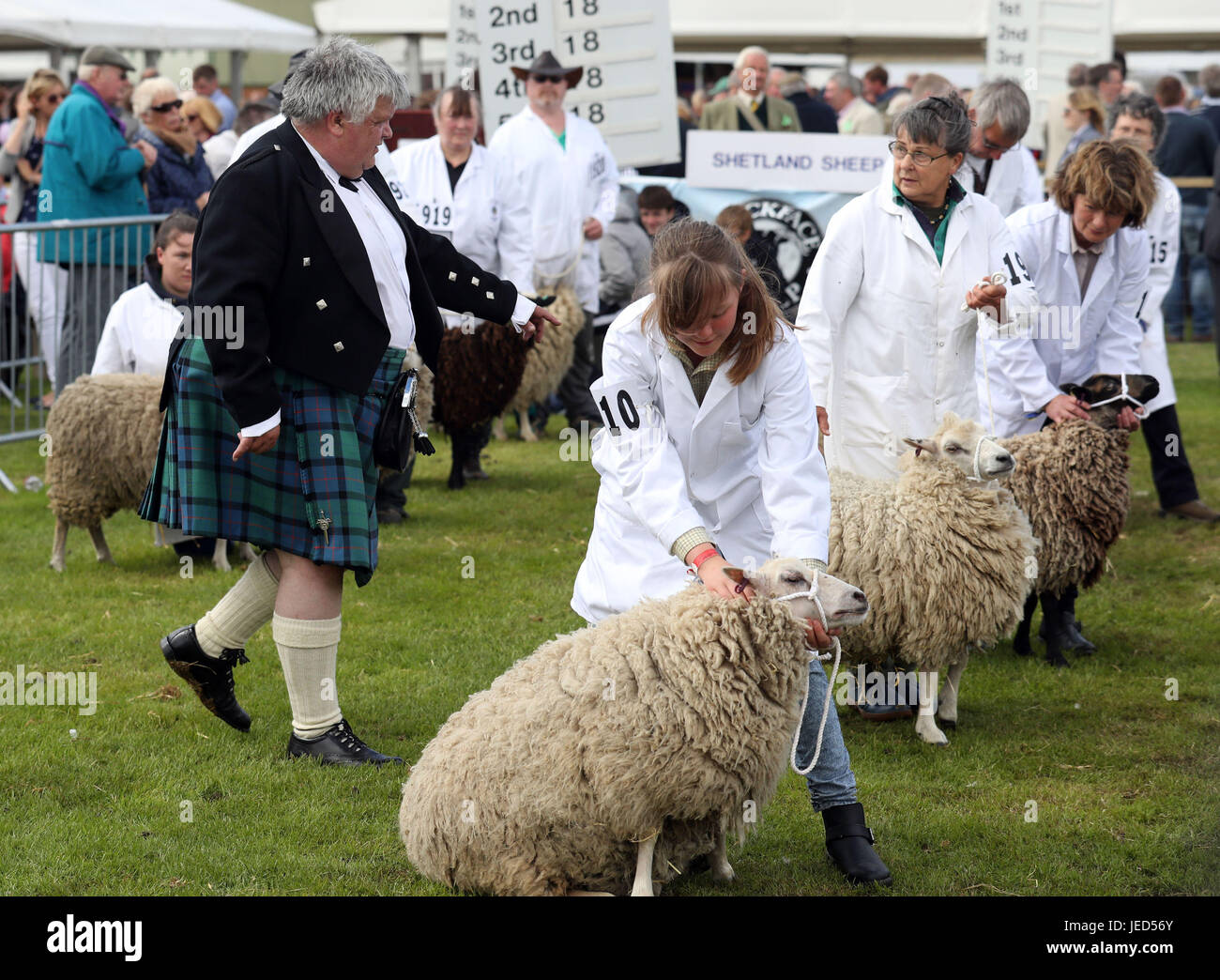 Alastair Wilson de Summerside ferme à Newmains juges brebis dans le ring d'exposition au cours de la Royal Highland Show à Édimbourg. Banque D'Images