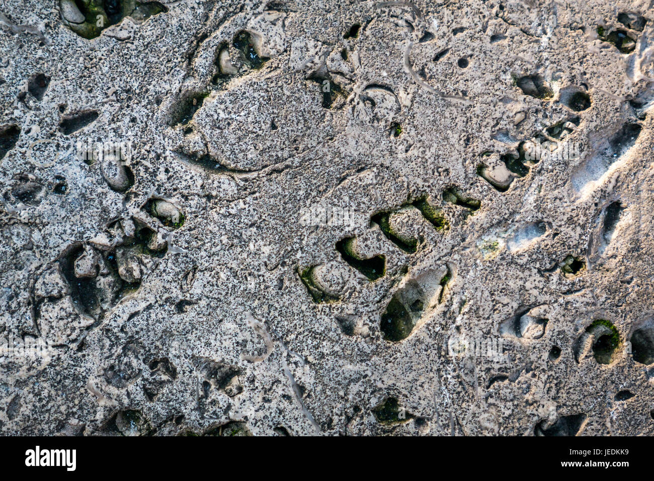 Période jurassique calcaire de Portland avec fossiles, moulages et moules de coquillages sur un banc appelé Time Bench par Paul de Monchaux, Londres, Angleterre, Royaume-Uni Banque D'Images
