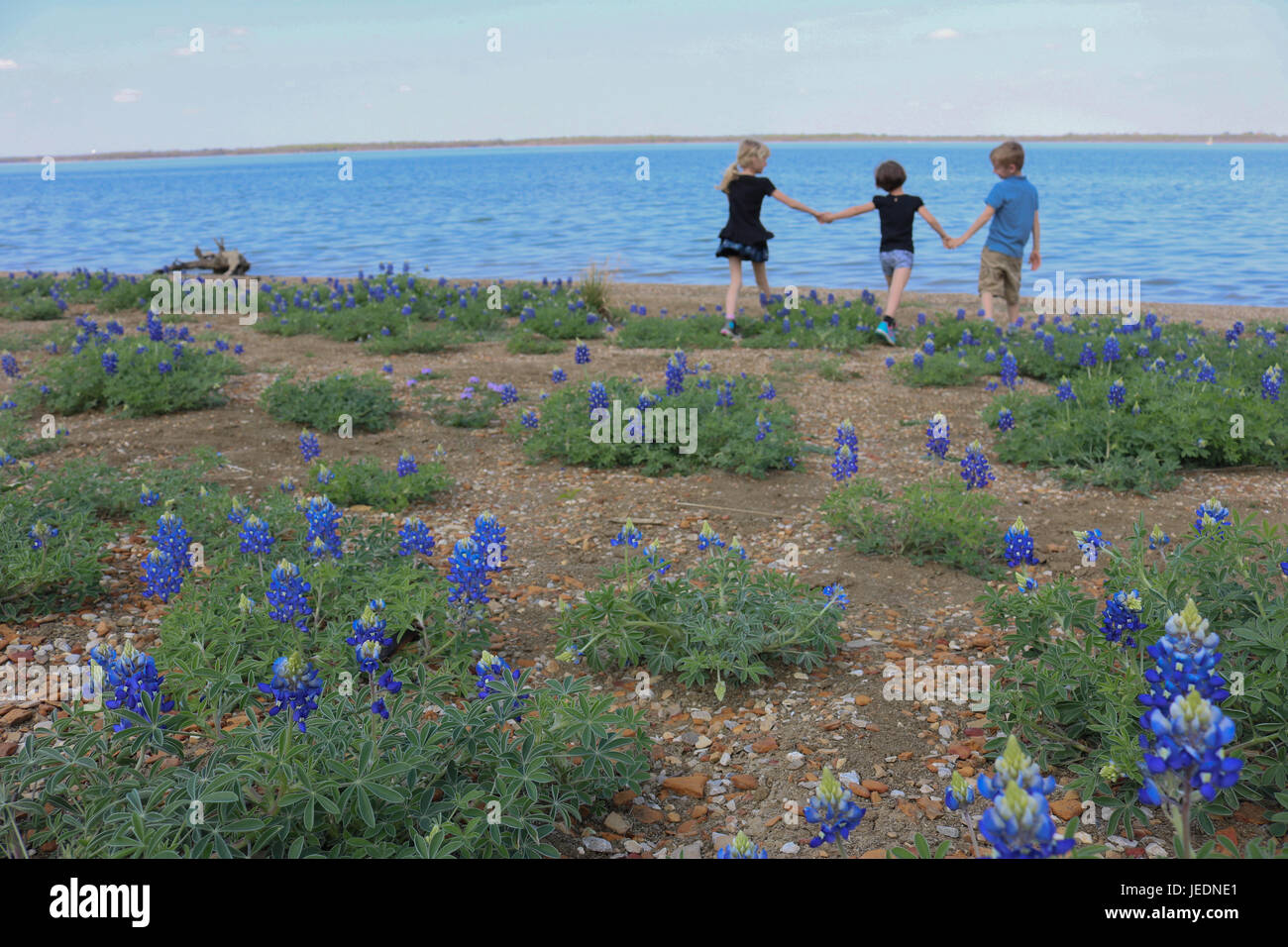 Trois enfants se tenant par la main dans le champ bluebonnet de Cedar Hill State Park Banque D'Images