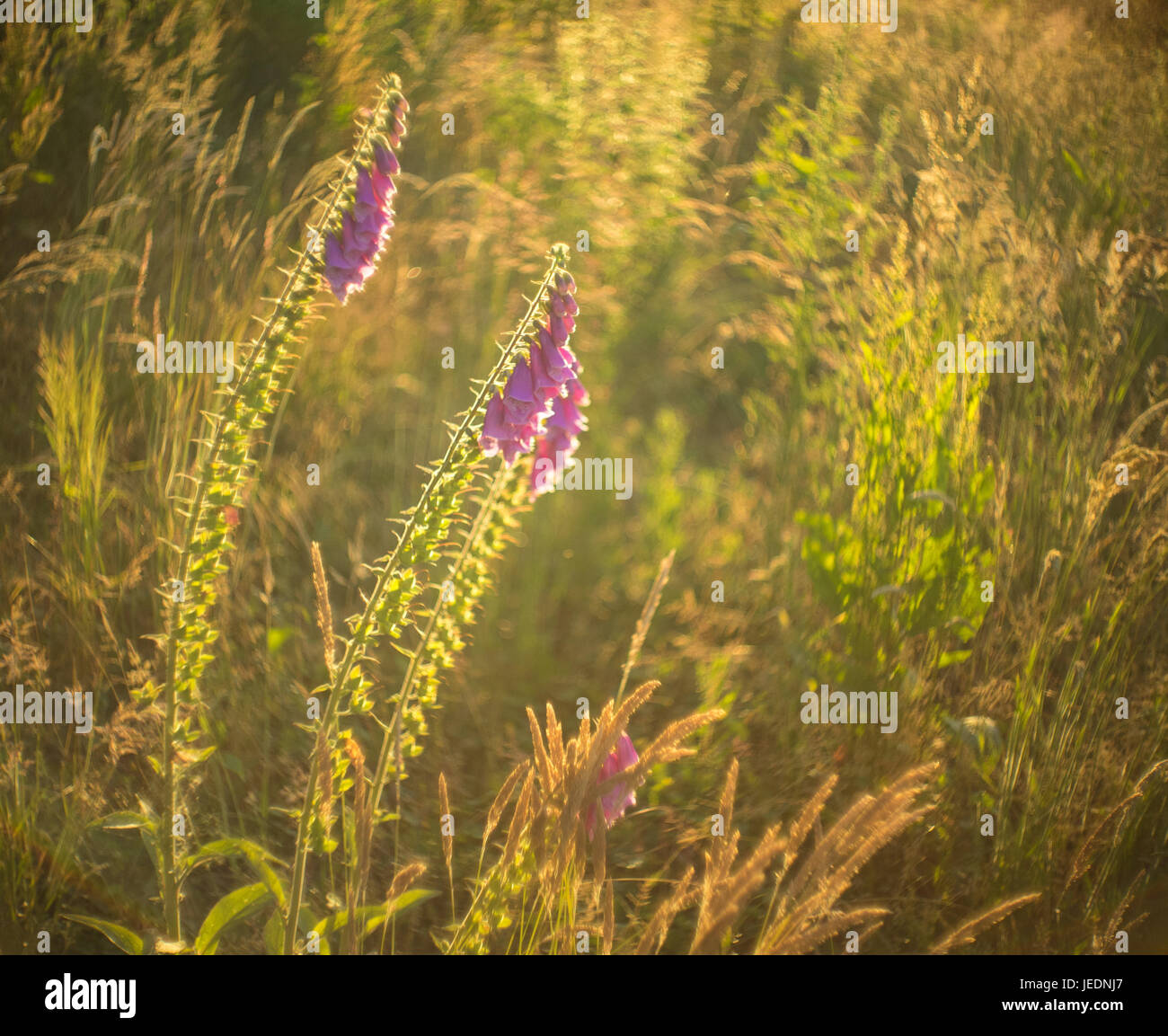 Digitalis purpurea, digitale dans une prairie non cultivés au coucher du soleil avec l'arrière-plan flou Banque D'Images