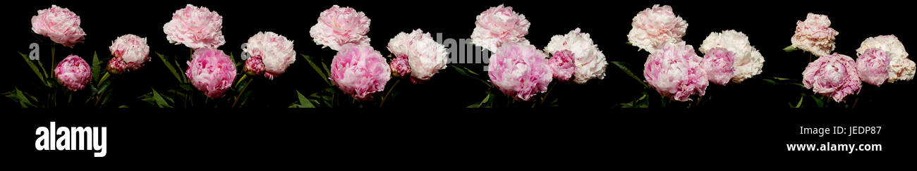 Pivoine rose série laps de temps. Studio shot sur fond noir. Banque D'Images