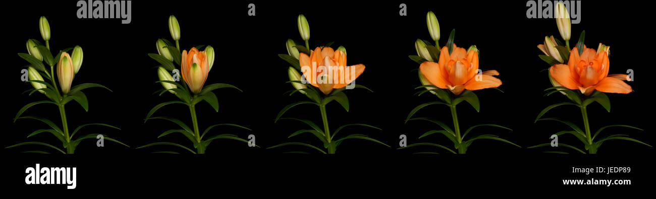 Lys Orange série laps de temps. Studio shot sur fond noir. Banque D'Images