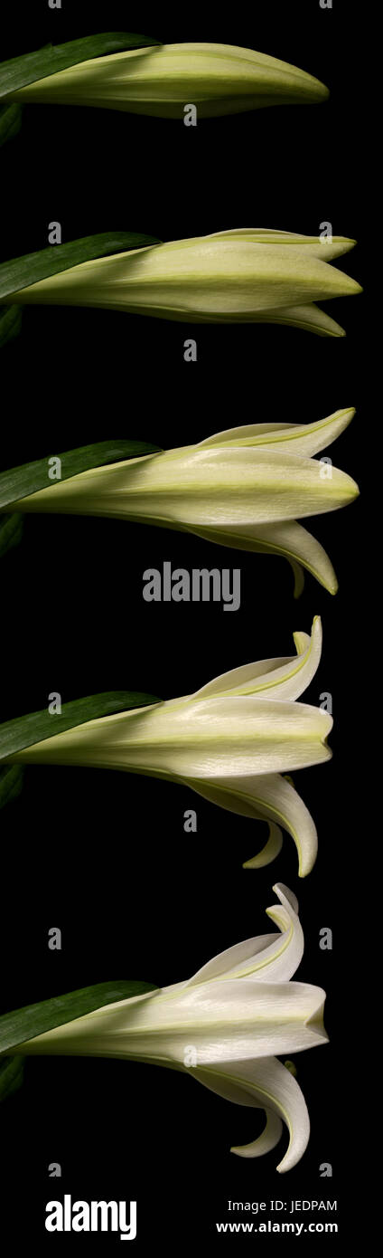 Lys Blanc série laps de temps. Studio shot sur fond noir. Banque D'Images