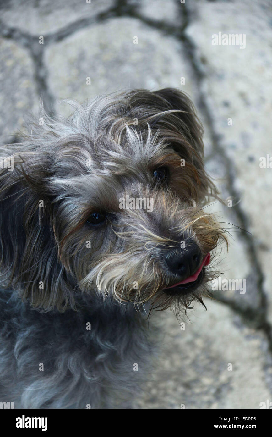 Caniche gris avec la langue, se fond avec trottoir Banque D'Images