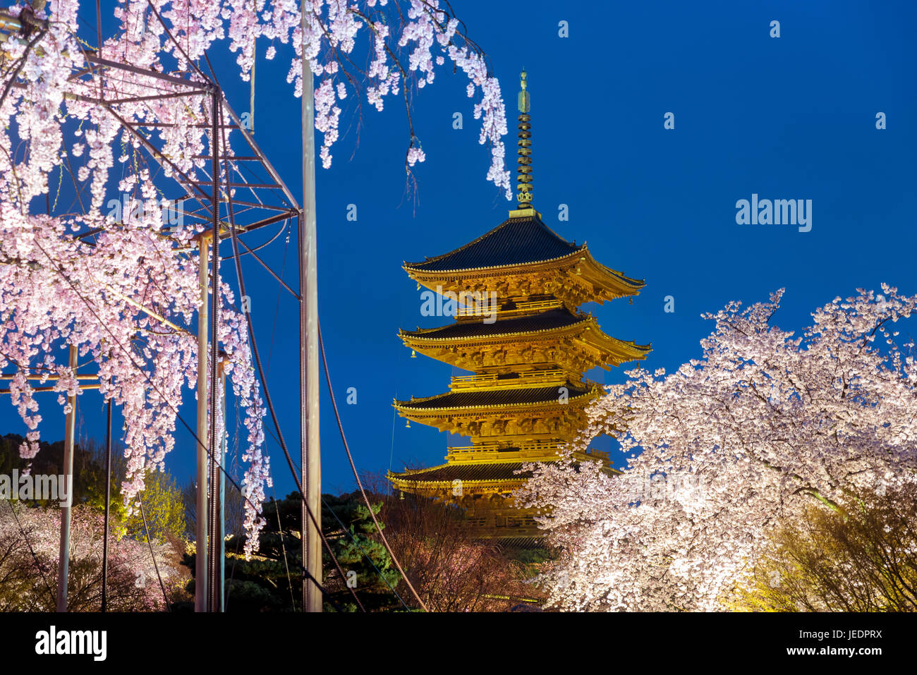 Kyoto, Japon à la Pagode Toji avec cherry blossomin dans ligh nuit. La saison du printemps à Kyoto, Japon. Banque D'Images