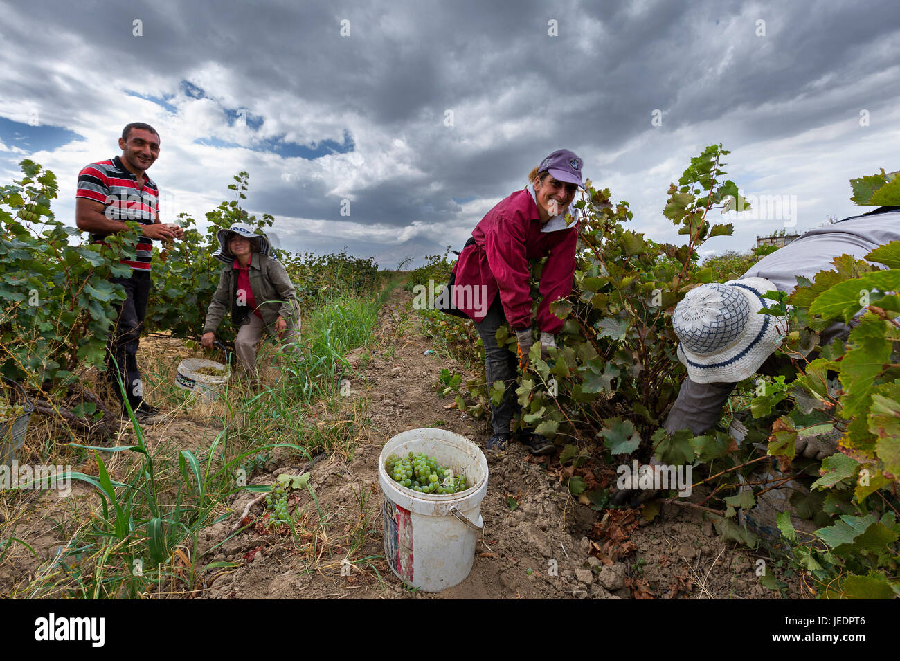 La récolte du raisin en Arménie. Banque D'Images