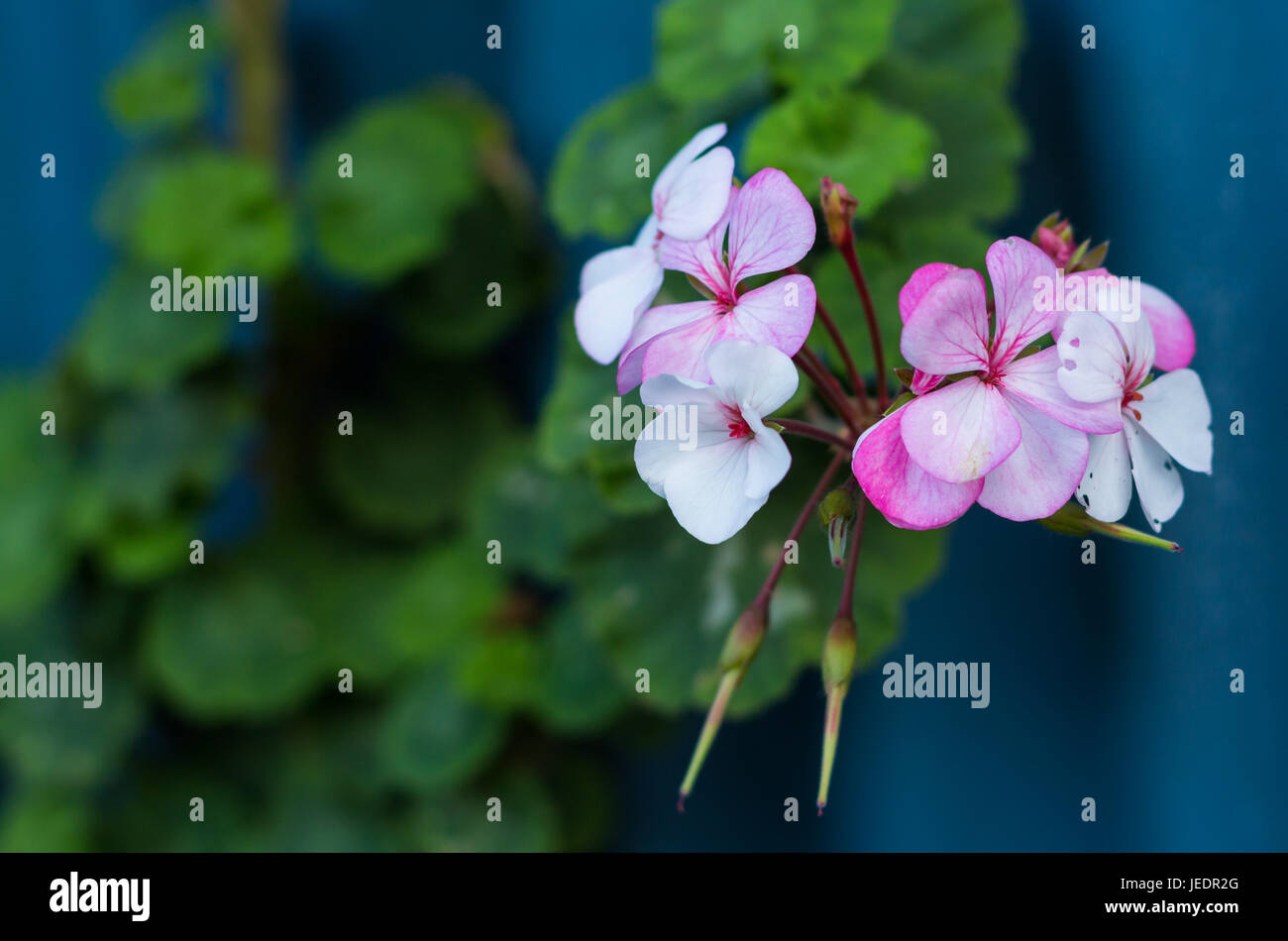 Une magnifique floraison rose & blanc géraniums. Banque D'Images