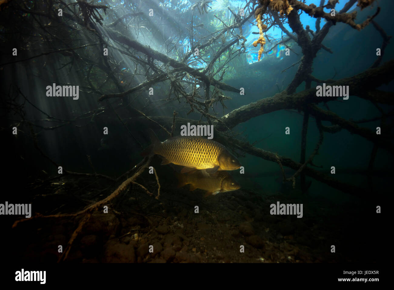 Europäischer Schuppenkarpfen Uferbereich ; Karpfen im, Weissensee ; Kärten ; Österreich ; Fisch | Carpe commune ; eau douce ; la carpe européenne ; poisson | Cyprinus Banque D'Images