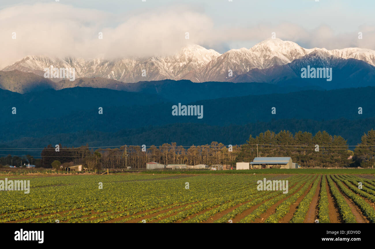 Rangées de jeunes choux poussant dans la terre riche de la Nouvelle-Zélande, d'Horowhenua, avec l'hiver la neige sur les montagnes. Banque D'Images