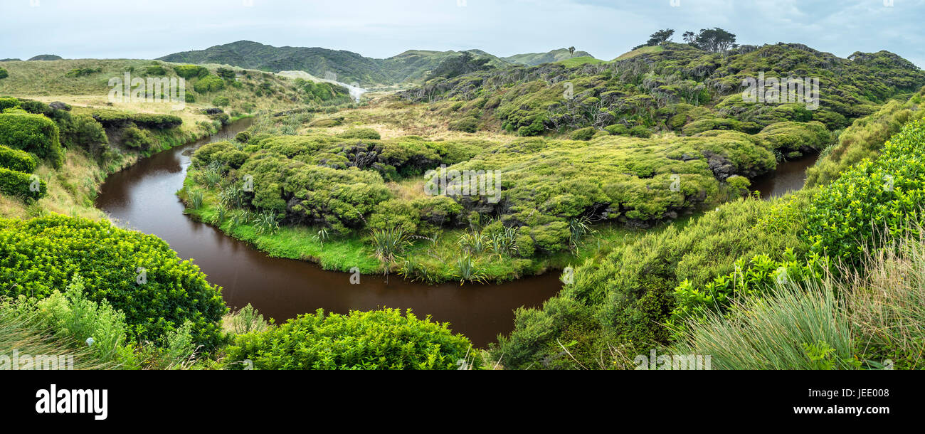 Nouvelle Zélande, île du Sud, Tasman, gauchi kanuka et arbres de manuka à Wharariki Beach Walk Banque D'Images