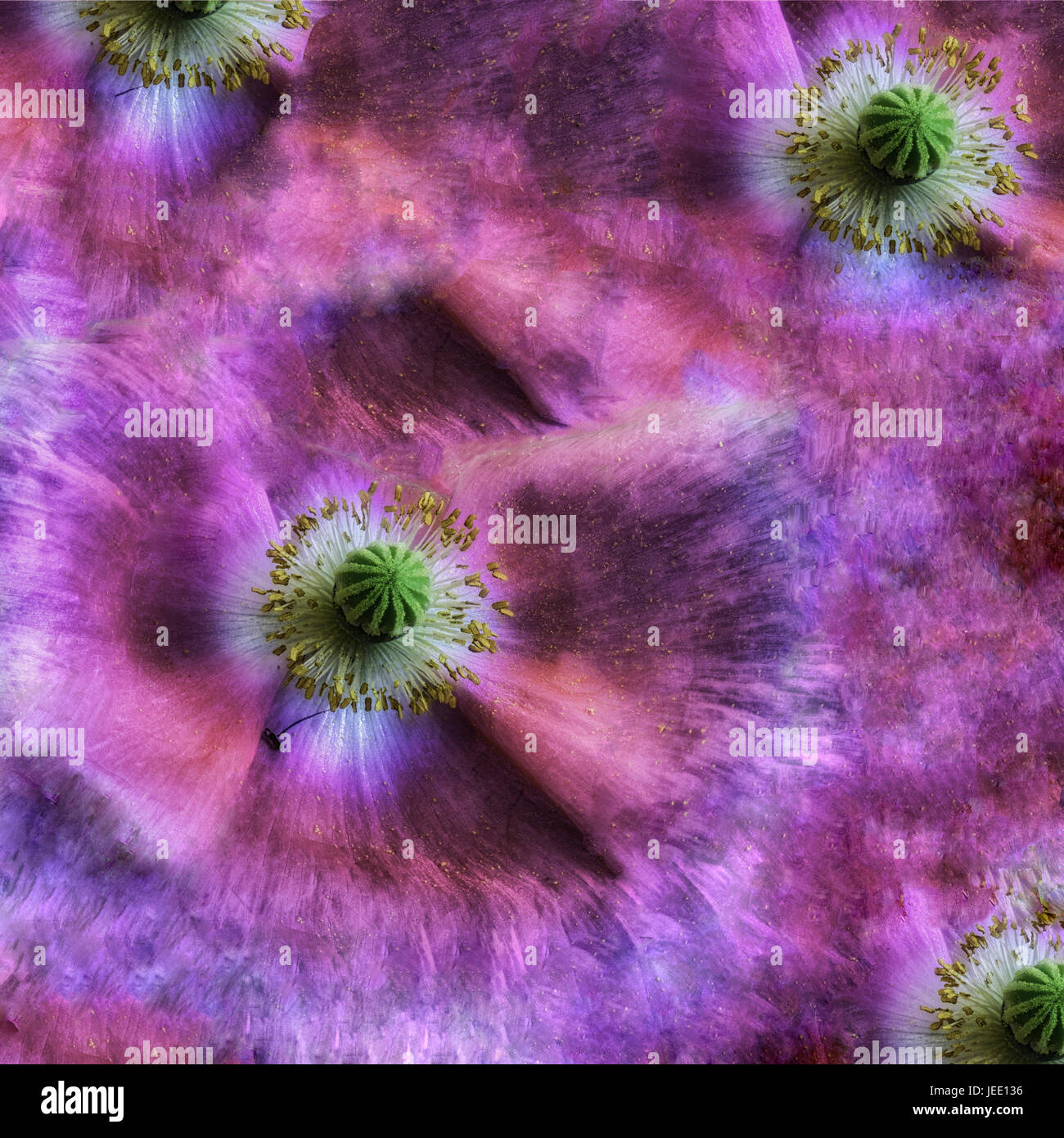 Fine art floral abstract color motif basé sur le portrait d'une floraison  rose fleur de pavot d'Islande seul isolé dans still life peinture vintage  Photo Stock - Alamy