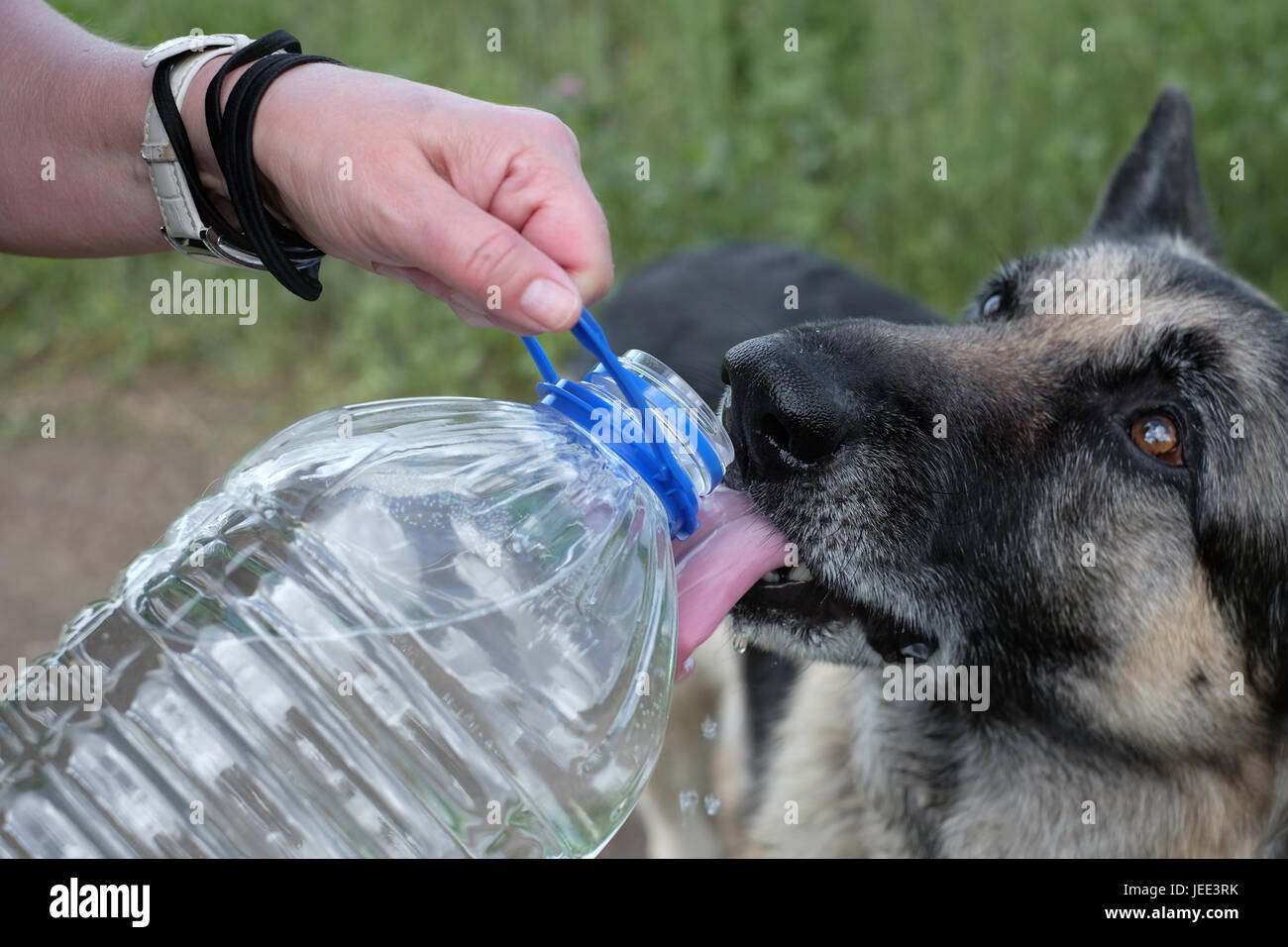Bouteille d'eau dans les mains et un chien de l'eau potable, piscine libre Banque D'Images