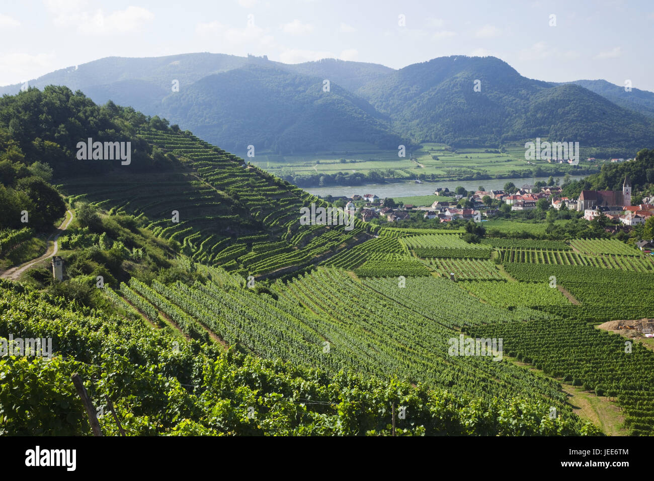 L'Autriche, de Wachau, spike sur le Danube, vignes, Banque D'Images