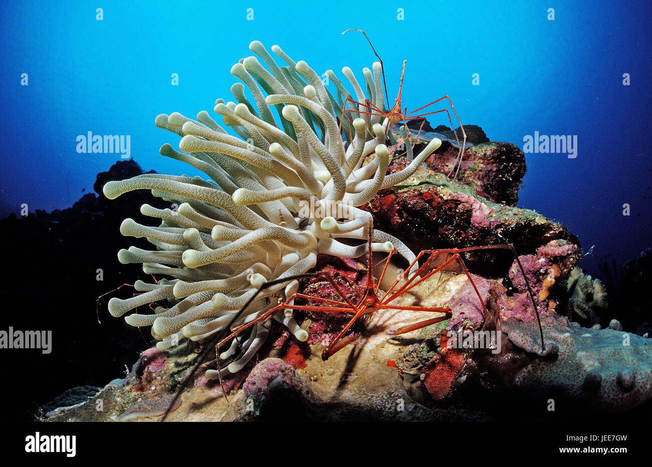 Les crabes de filature, anemone, Stenorhynchus seticornis, les Caraïbes, Banque D'Images