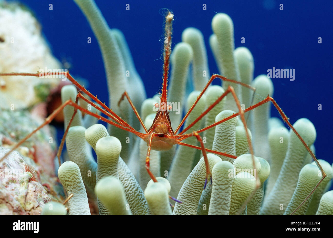 Stenorhynchus seticornis crabe, filature, anemone, les Caraïbes, Banque D'Images