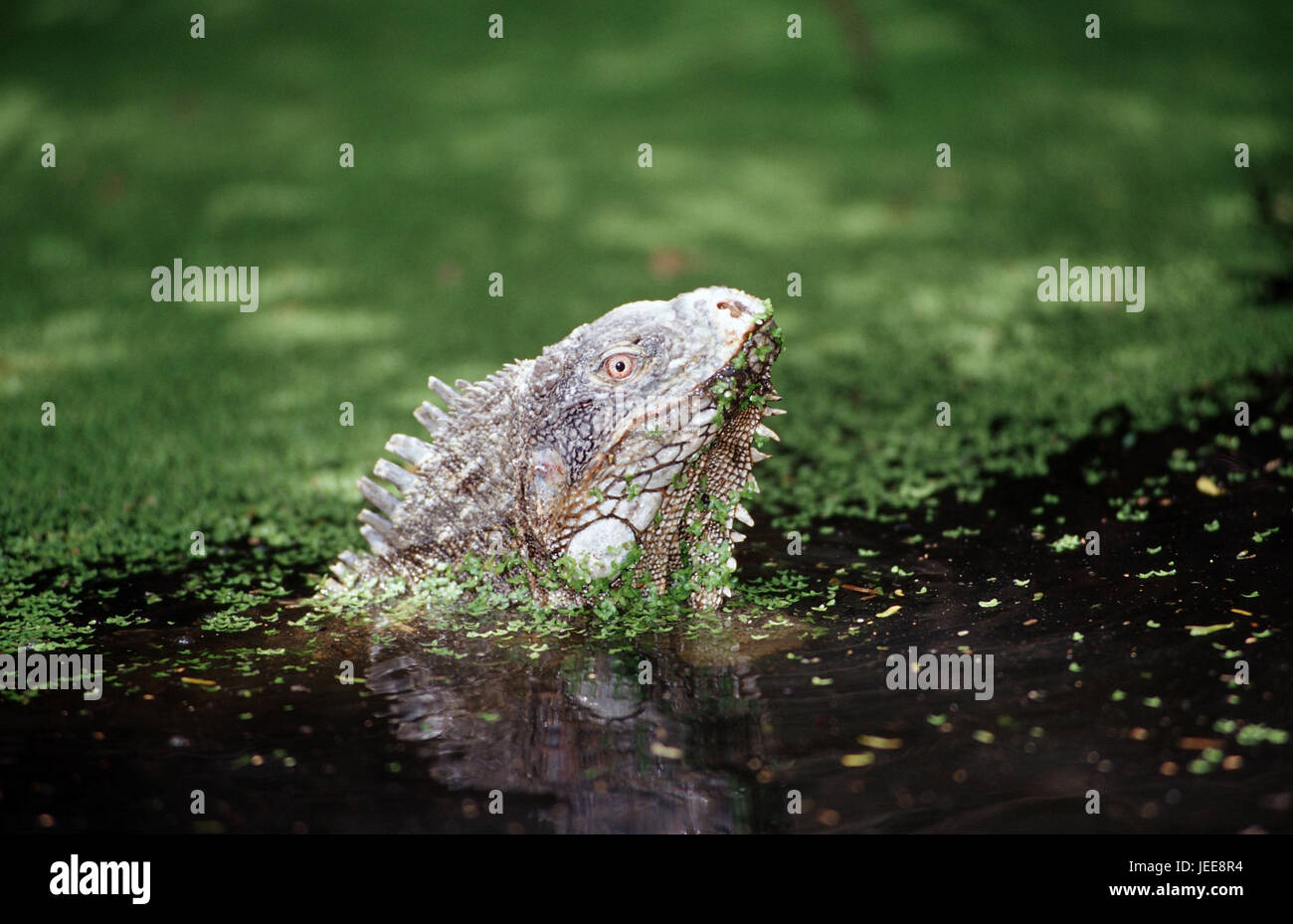 Leguan vert, l'eau, l'Iguana iguana, les Caraïbes, le sari de pièce, Banque D'Images