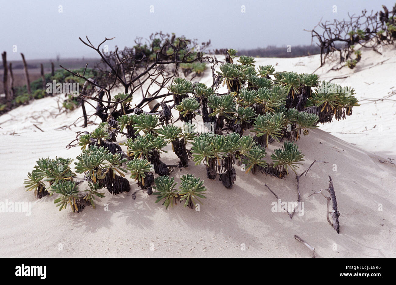 La végétation, la plante, plage, des Caraïbes, d'airs de pièce, Banque D'Images